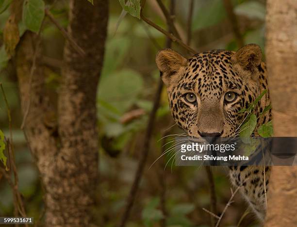 portrait of leopard - animal pattern stock pictures, royalty-free photos & images
