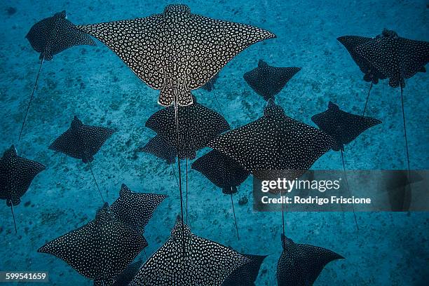 underwater overhead view of spotted eagle rays casting shadows on seabed, cancun, mexico - 斑點鷹魟 個照片及圖片檔