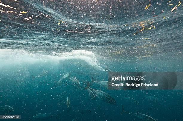 bonito fish viciously attacking a sardine baitball, isla mujeres, mexico - bonito stock pictures, royalty-free photos & images