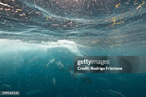 Bonito fish viciously attacking a sardine baitball, Isla Mujeres, Mexico Bonito fish viciously attacking a sardine baitball, Isla Mujeres, Mexico