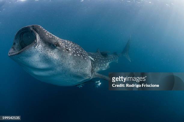 underwater side view of whale shark feeding, mouth open, isla mujeres, mexico - walvishaai stockfoto's en -beelden