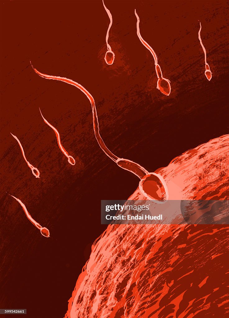 Illustrative image of sperm and ovum