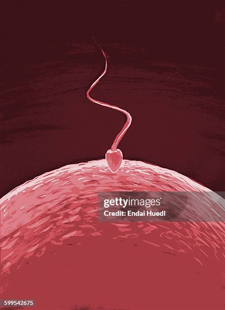 illustrative image of sperm entering the egg - sperm stock illustrations