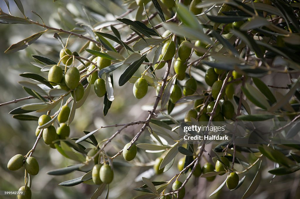 Green olives hanging on tree