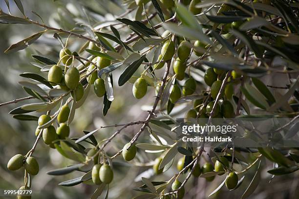 green olives hanging on tree - olijfboom stockfoto's en -beelden