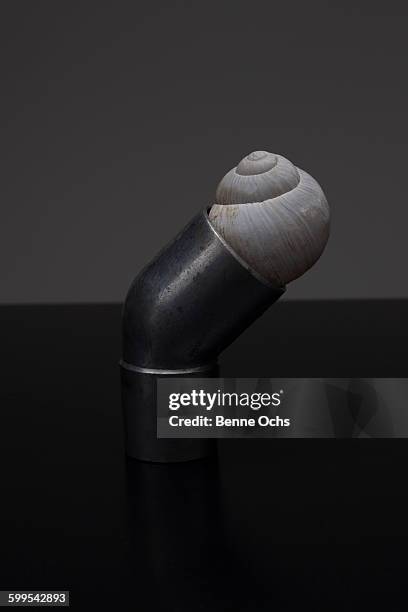 Tube Like Sea Shell 410 Shell And Tube Stock Photos, High-Res Pictures, and Images - Getty ...