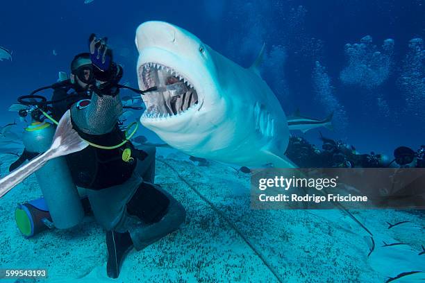 dive master hand feeding female bull shark, playa del carmen, quintana roo, mexico - bull shark 個照片及圖片檔