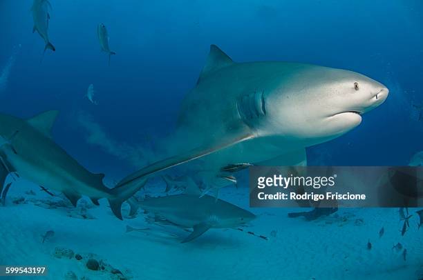 underwater view of pregnant bull shark, playa del carmen, quintana roo, mexico - bull shark stock pictures, royalty-free photos & images