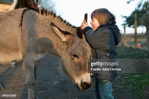 girl whispering in donkeys ear on field - asino animale foto e immagini stock