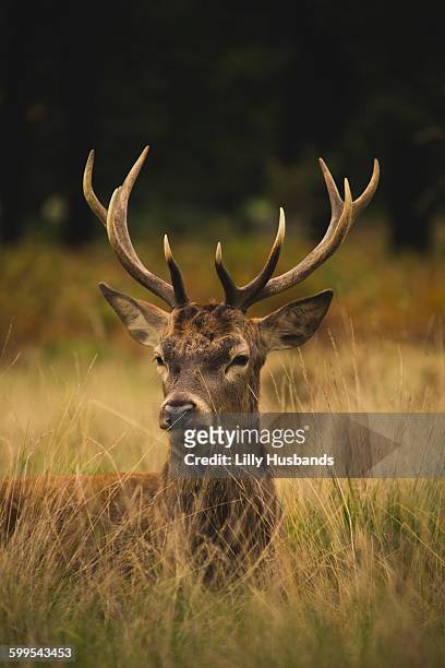 deer looking away while sitting on field - richmond park london stock pictures, royalty-free photos & images