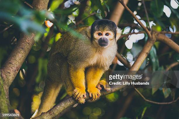 portrait of squirrel monkey sitting on branch - dödskalleapa bildbanksfoton och bilder