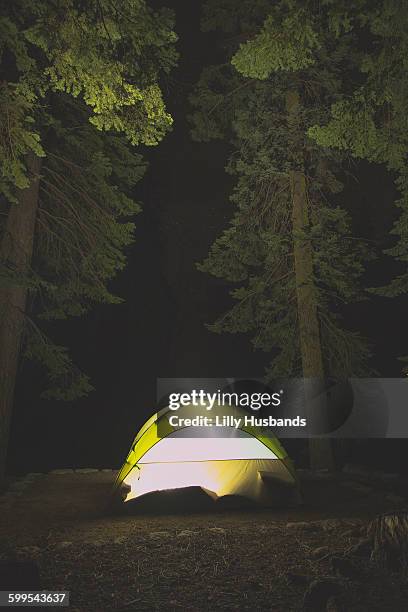 illuminated tent in forest at night - bosque nacional de secoya fotografías e imágenes de stock