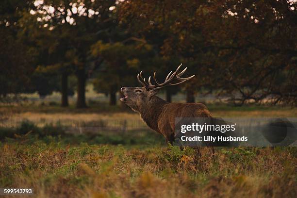 side view of deer roaring on field - deer antler tree stock pictures, royalty-free photos & images