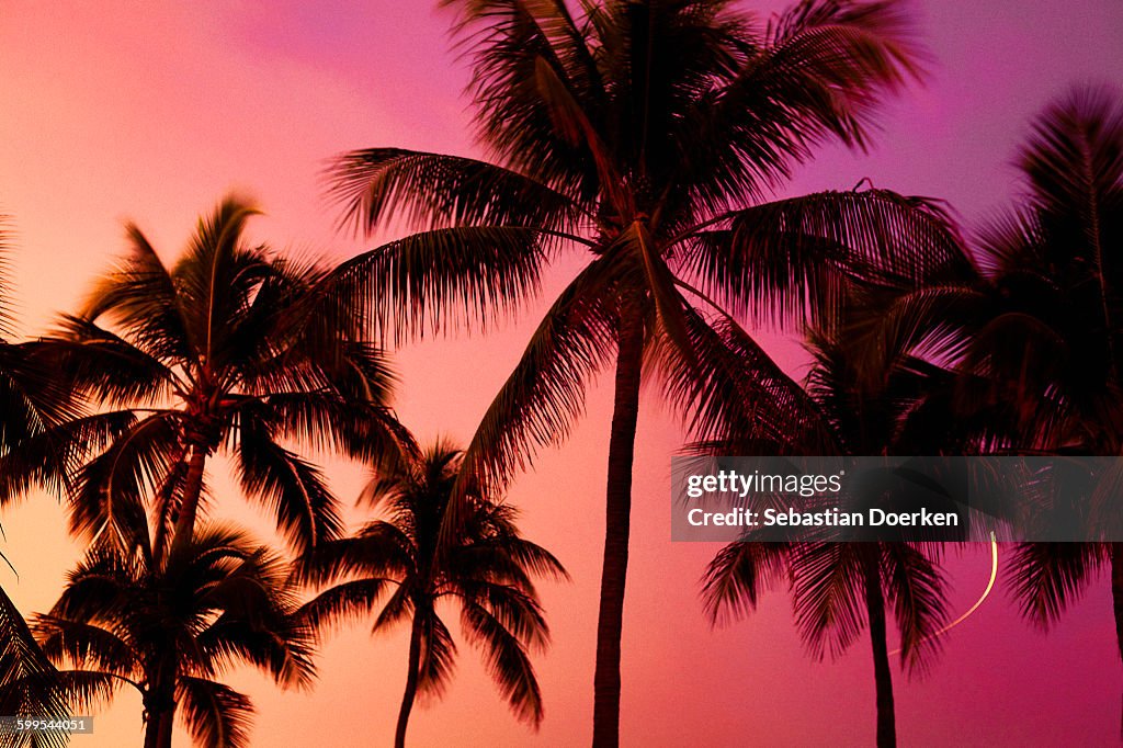 Low angle view of silhouette palm trees against sky during sunset