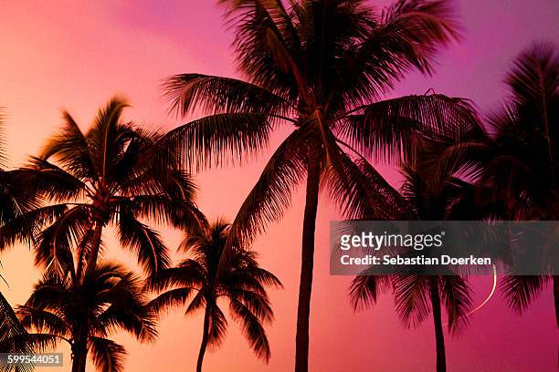 low angle view of silhouette palm trees against sky during sunset - sunset sky stockfoto's en -beelden
