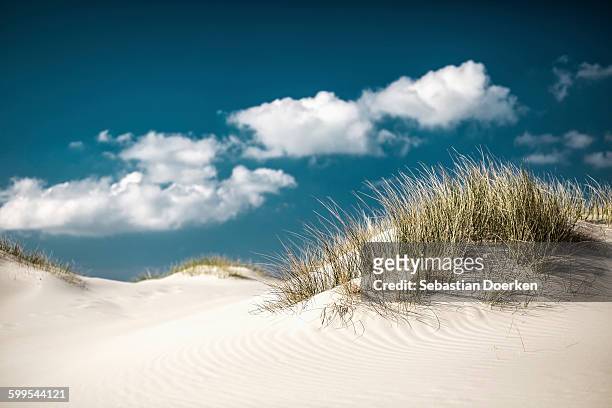 grass growing on sand dunes - beach dunes stock-fotos und bilder
