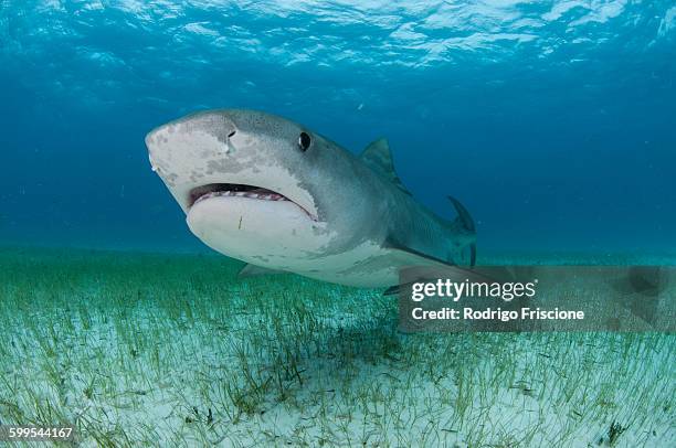 low angle underwater view of tiger shark swimming near seagrass covered seabed, tiger beach, bahamas - tiger shark imagens e fotografias de stock