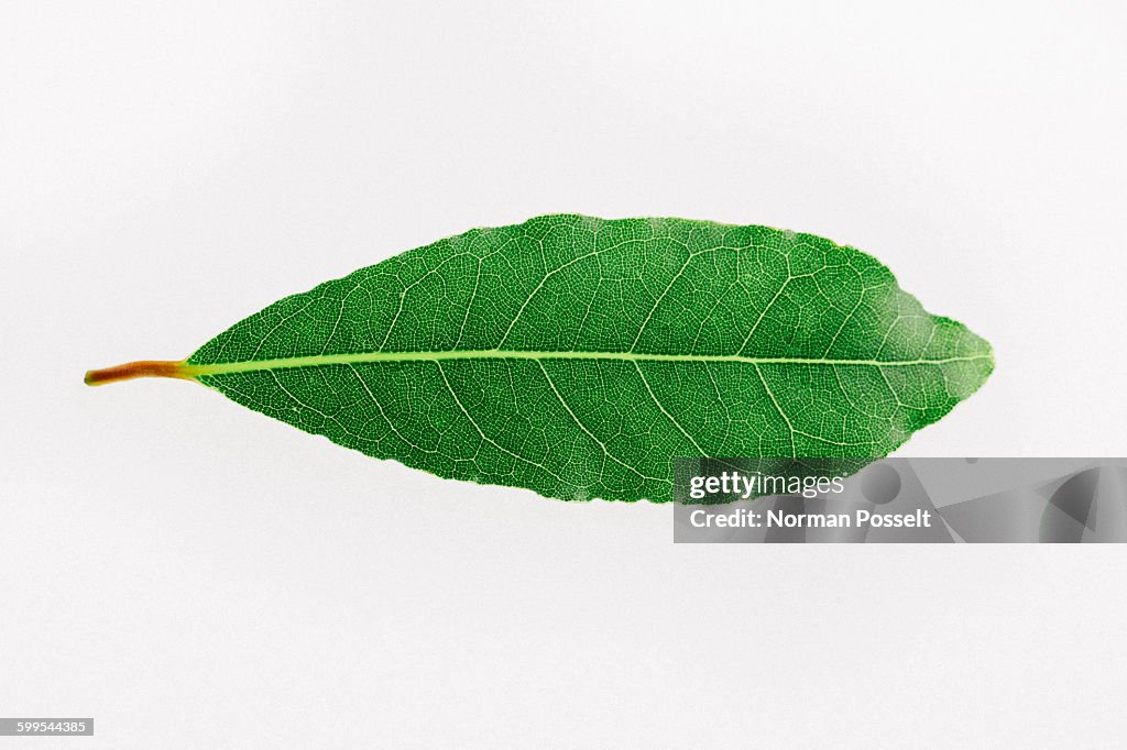 Close-up of herb on white background