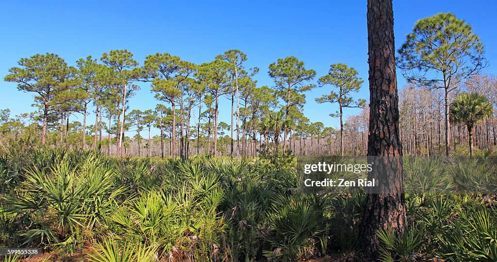 Jonathan Dickinson State Park in Martin County, Florida