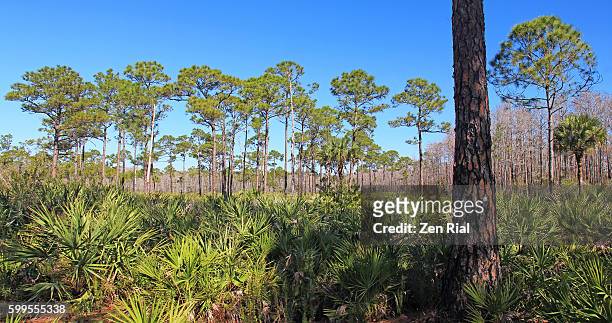 jonathan dickinson state park in martin county, florida - saw palmetto stock pictures, royalty-free photos & images
