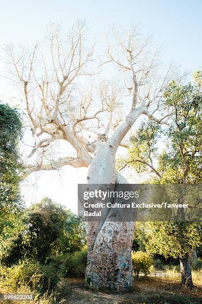 baobab tree, tsingy de bemaraha national park, madagascar, africa - madagascar stock-fotos und bilder