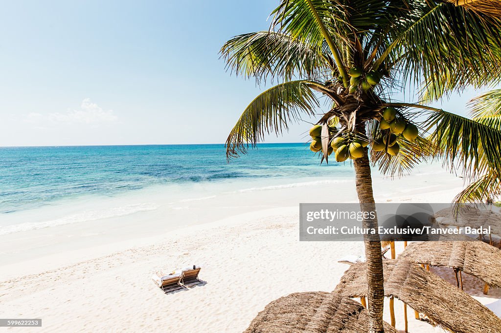 High angle view of sun loungers on beach, Tulum, Riviera Maya, Mexico