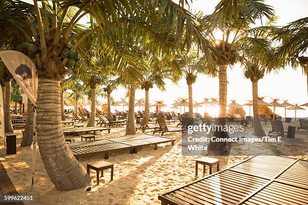 palm trees and empty sun loungers on beach, varna, bulgaria - bulgarien stock-fotos und bilder