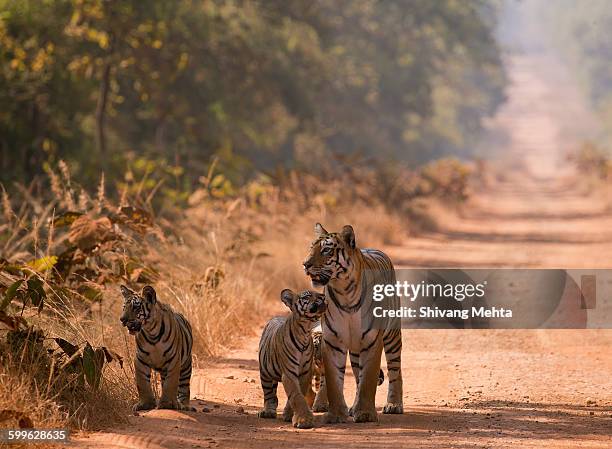 tiger and cub walking on forest track - tiger cub stock pictures, royalty-free photos & images