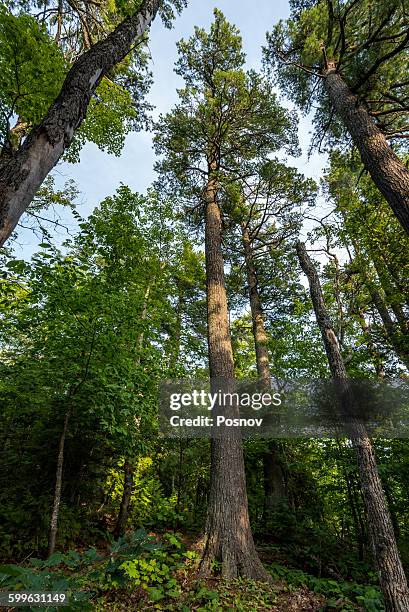 estivant pines - eastern white pine stock pictures, royalty-free photos & images