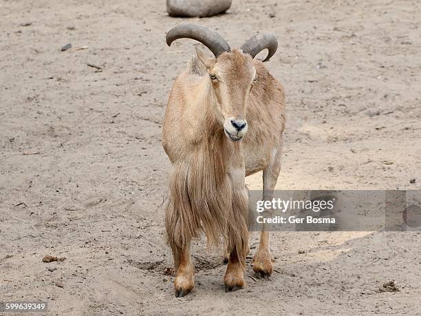 barbary sheep - casalinga stockfoto's en -beelden