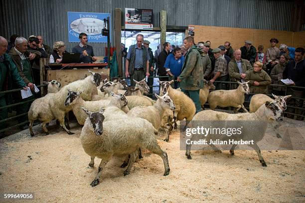 Sheep go through the sales ring at the Grand Annual Sheep Sales at Blackmoor Gate Market on September 5, 2016 in Minehead, England. The sale...