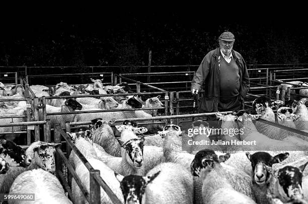 Sheep wait to go through the sales ring at the Grand Annual Sheep Sales at Blackmoor Gate Market on September 5, 2016 in Minehead, England. The sale...