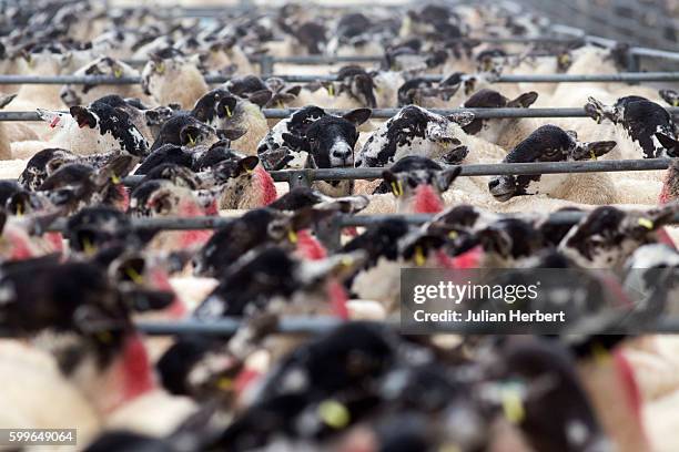 Sheep wait to go through the sales ring at the Grand Annual Sheep Sales at Blackmoor Gate Market on September 5, 2016 in Minehead, England. The sale...
