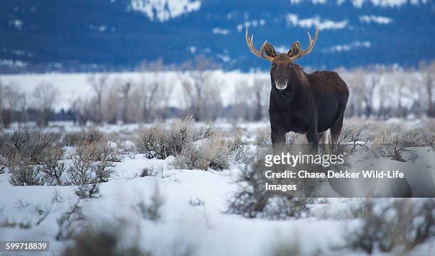 winter's guard - bull moose jackson stock pictures, royalty-free photos & images