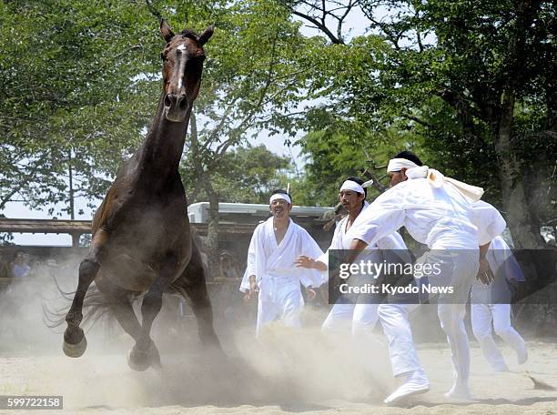 Japan - Men chase a horse in Minamisoma, Fukushima Prefecture, on the last day of the three-day Soma Nomaoi traditional wild horse chase festival on...