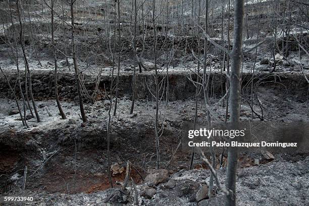 Burned trees stand after a wildfire on the coastline on September 6, 2016 in Benitachell, near Javea, in Valencia province, Spain. Hundreds of houses...