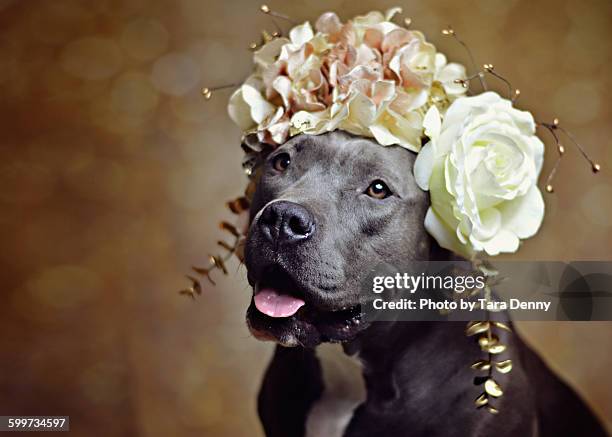 pit bull in flower crown - blumenkrone stock-fotos und bilder