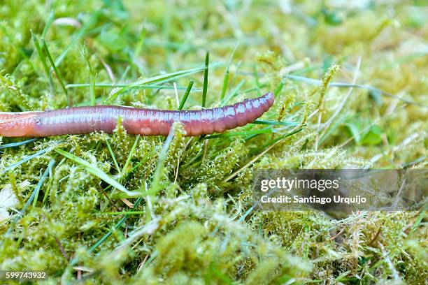 macro of an earthworm on a garden - earthworm stock pictures, royalty-free photos & images