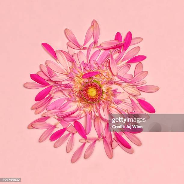 Pink Daisy Petals Arranged In Flower Shape