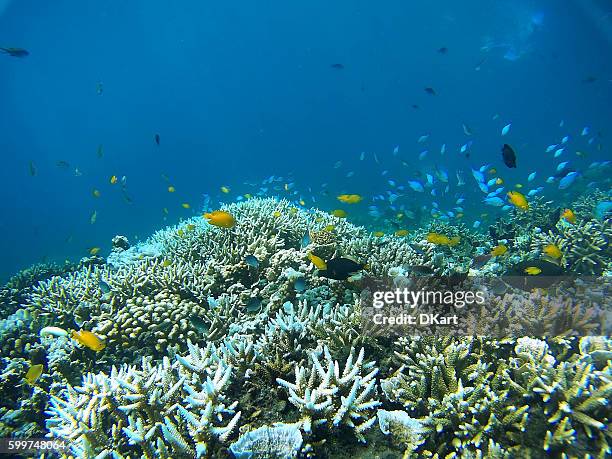 coral garden - great barrier reef stockfoto's en -beelden