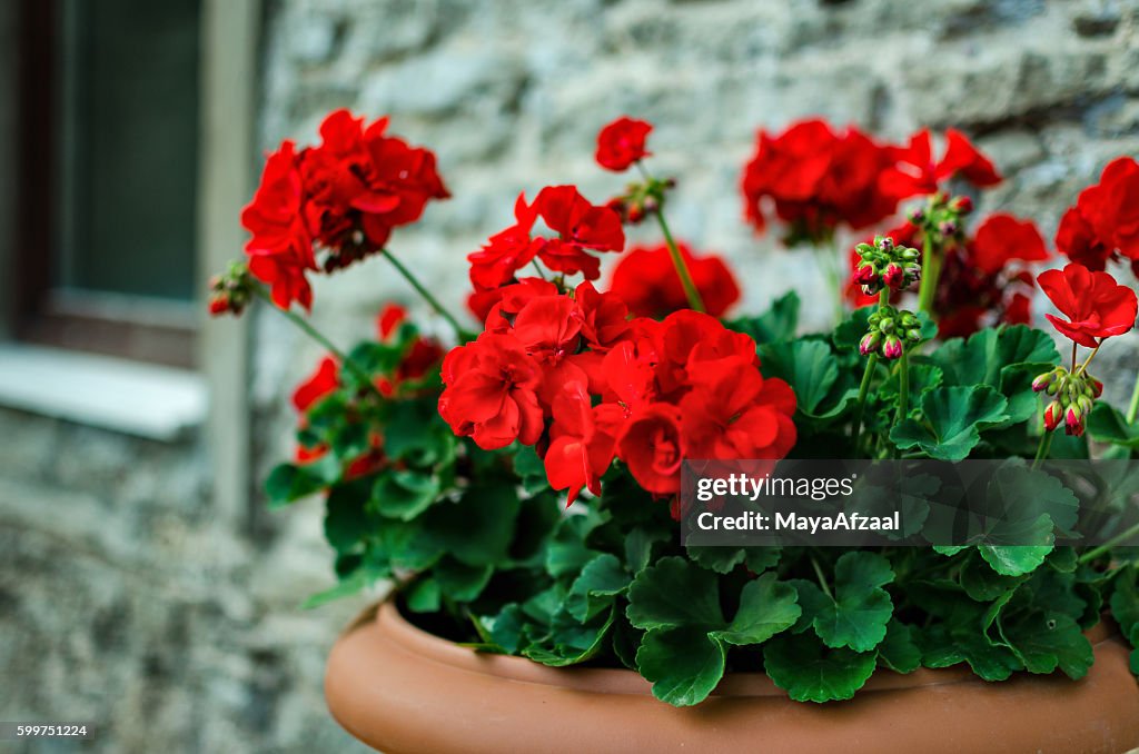 Flores rojas de geranio de jardín en maceta