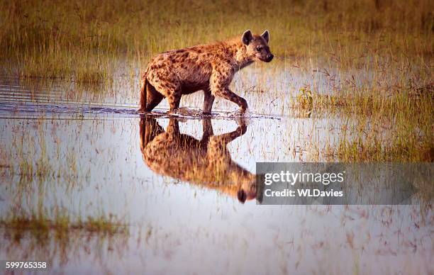hyena reflection - striped hyena stock pictures, royalty-free photos & images