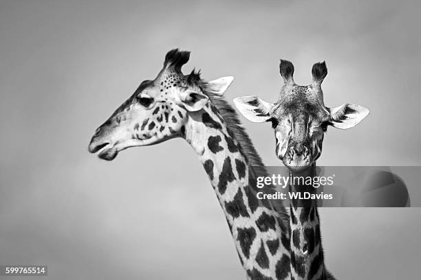two giraffe - black and white animal stock pictures, royalty-free photos & images