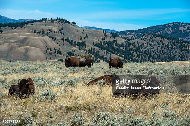 buffalo herd - 1850 2015 stock pictures, royalty-free photos & images