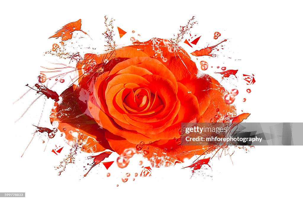 Orange Rose