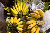 Species of Banana