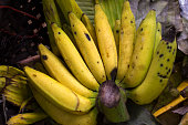 Species of Banana