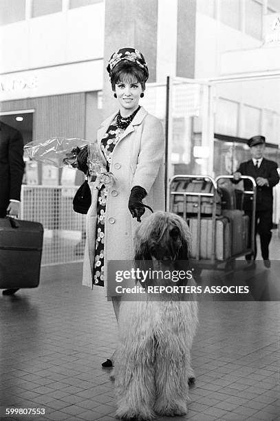 Actress Gina Lollobrigida Arrives At Nice Airport, in Nice, France, on May 13, 1965 .