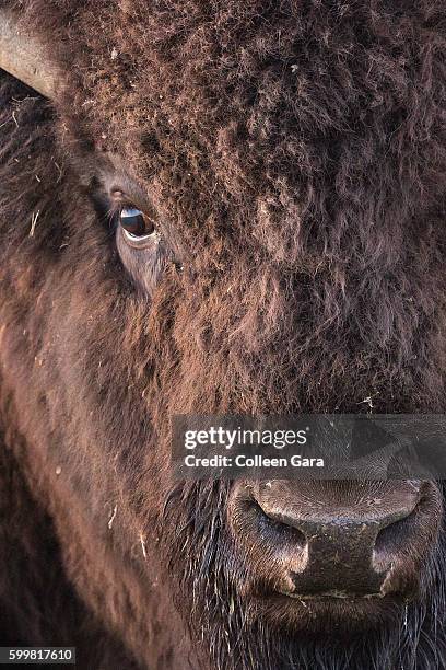 portrait of a plains bison bull, grasslands national park, saskatchewan, canada - buffalo stock pictures, royalty-free photos & images