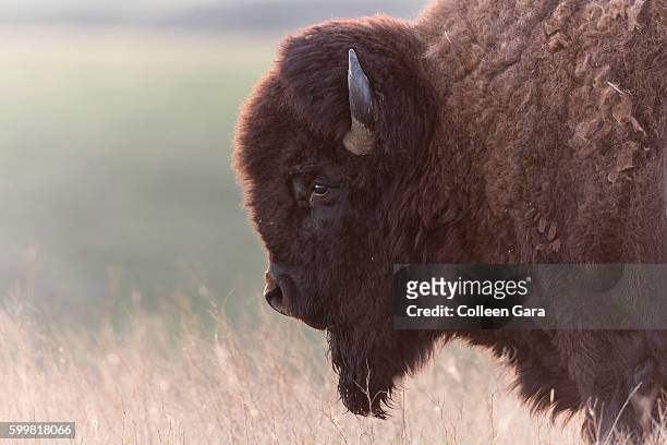 plains bison bull, grasslands national park, saskatchewan, canada - saskatchewan stock-fotos und bilder